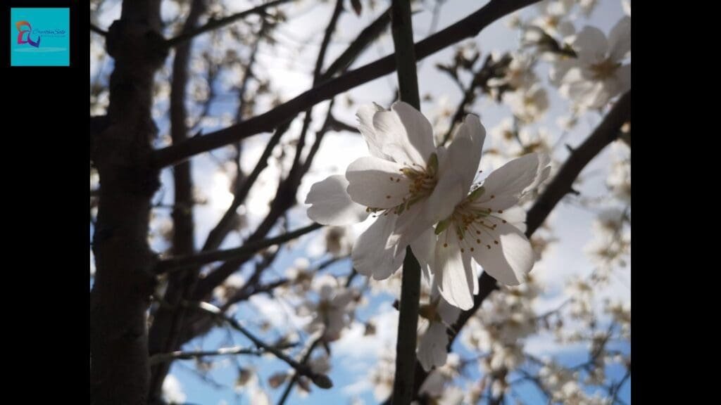 Primeres flores de la primavera