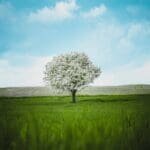 Paisaje natural con árbol en primavera