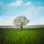 Paisaje natural con árbol en primavera