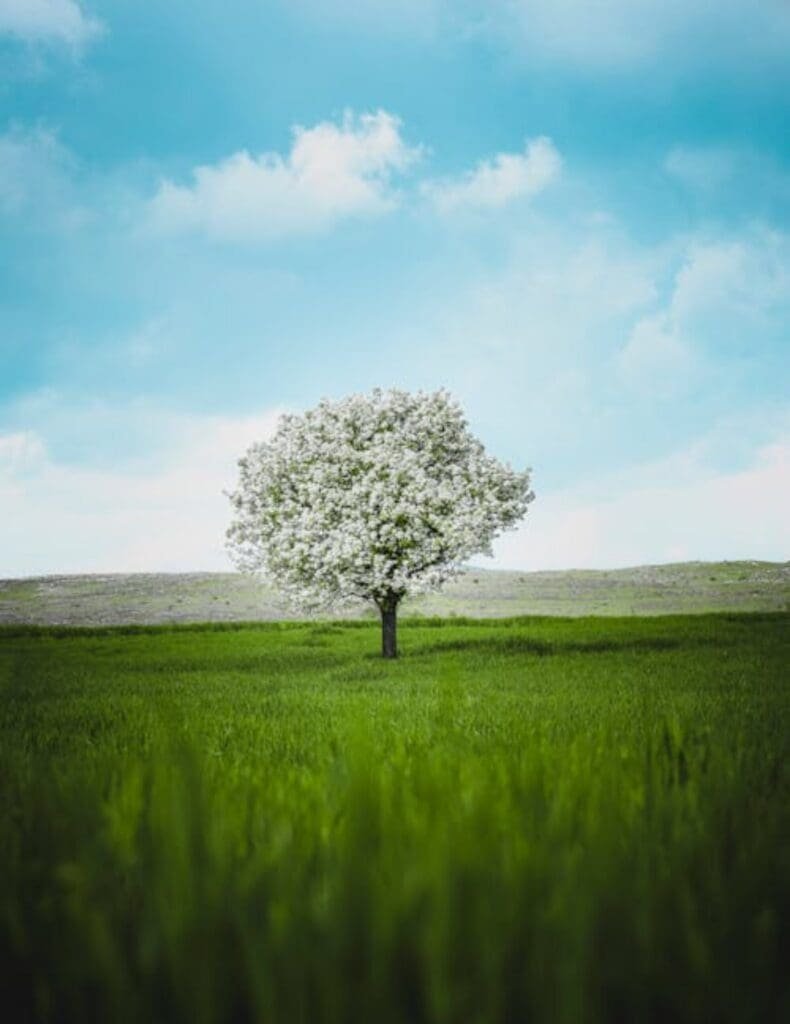 Paisaje natural con árbol en primavera