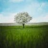 paisaje-campo-árbol