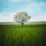 paisaje-campo-árbol