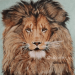 Como dibujar un león paso a paso. CreativeSalo