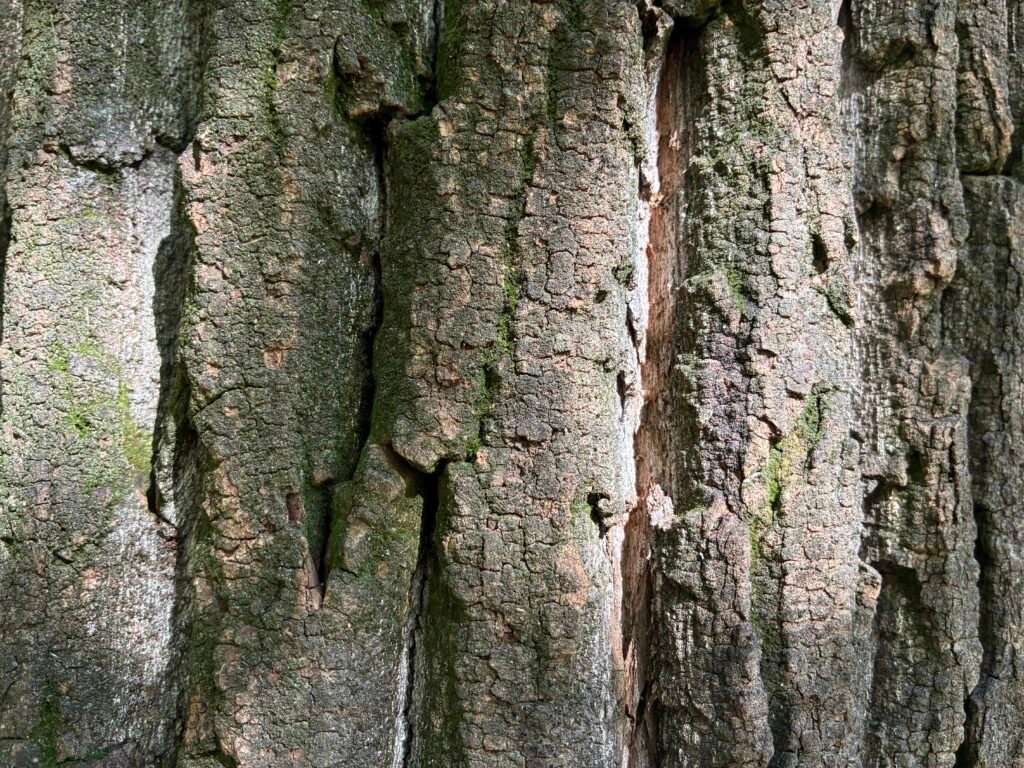 Corteza de árbol con grietas profundas y musgo, textura natural que inspira pintura abstracta