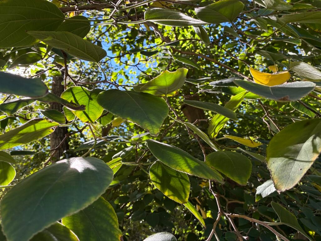 Hojas verdes iluminadas por el sol entre las ramas, con variaciones de luz y color
